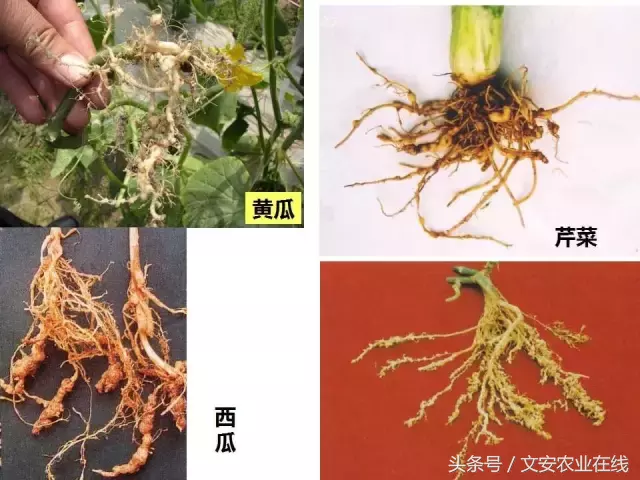 病毒、细菌、真菌、线虫典型病害图谱