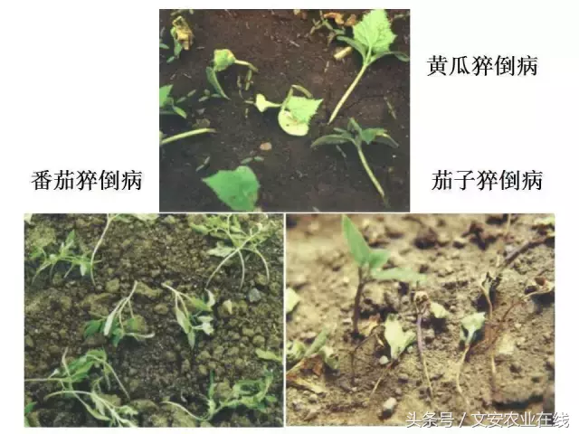 病毒、细菌、真菌、线虫典型病害图谱