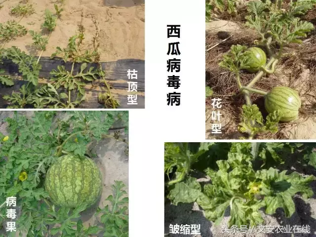 病毒、细菌、真菌、线虫典型病害图谱