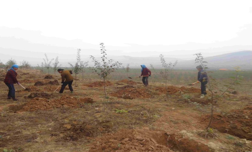 9—11月是果树施肥的“黄金时节”,千万不可忽视