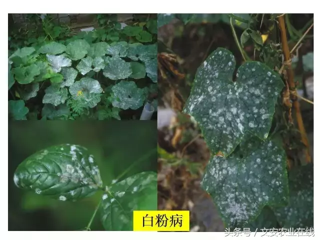 病毒、细菌、真菌、线虫典型病害图谱