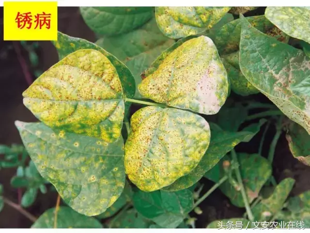 病毒、细菌、真菌、线虫典型病害图谱