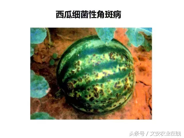 病毒、细菌、真菌、线虫典型病害图谱