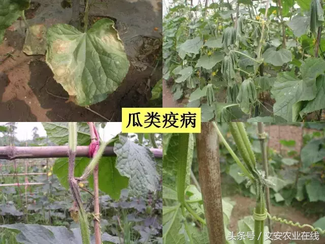 病毒、细菌、真菌、线虫典型病害图谱
