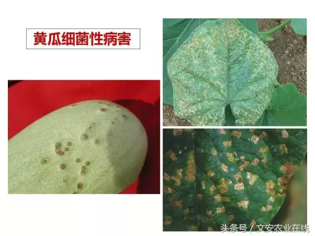 病毒、细菌、真菌、线虫典型病害图谱