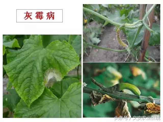 病毒、细菌、真菌、线虫典型病害图谱