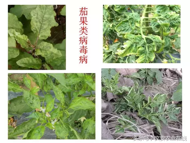 病毒、细菌、真菌、线虫典型病害图谱