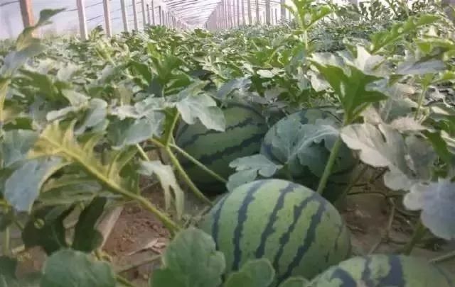 告诉你菌肥、有机肥和化肥该如何配合施用