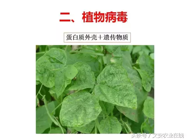 病毒、细菌、真菌、线虫典型病害图谱