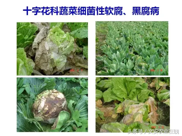 病毒、细菌、真菌、线虫典型病害图谱