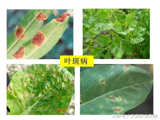 病毒、细菌、真菌、线虫典型病害图谱