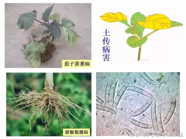 病毒、细菌、真菌、线虫典型病害图谱