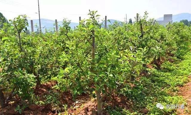 秋施基肥最好能做到“两个70%”
