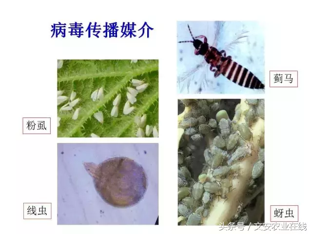 病毒、细菌、真菌、线虫典型病害图谱