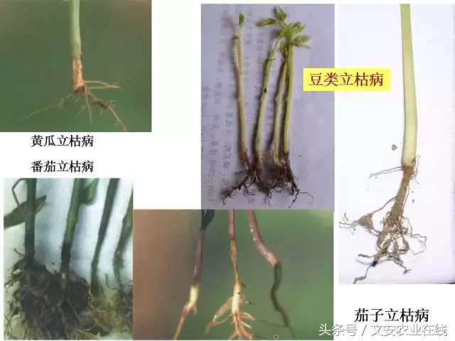 病毒、细菌、真菌、线虫典型病害图谱
