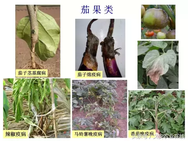 病毒、细菌、真菌、线虫典型病害图谱