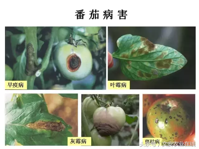 病毒、细菌、真菌、线虫典型病害图谱