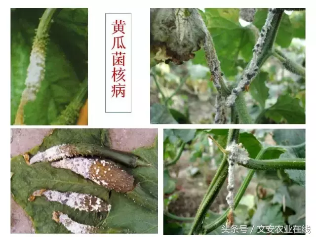 病毒、细菌、真菌、线虫典型病害图谱