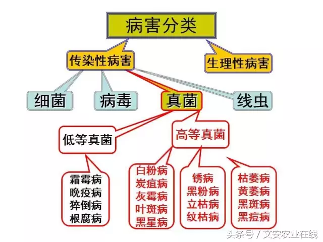 病毒、细菌、真菌、线虫典型病害图谱