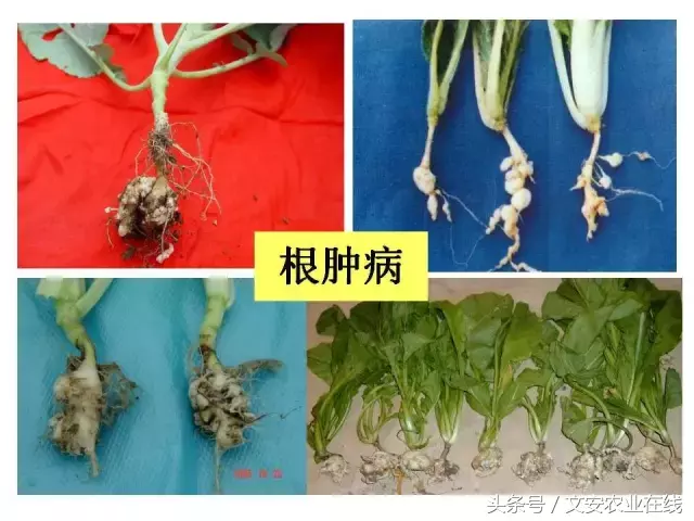 病毒、细菌、真菌、线虫典型病害图谱