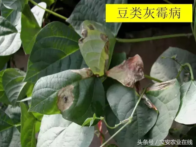病毒、细菌、真菌、线虫典型病害图谱