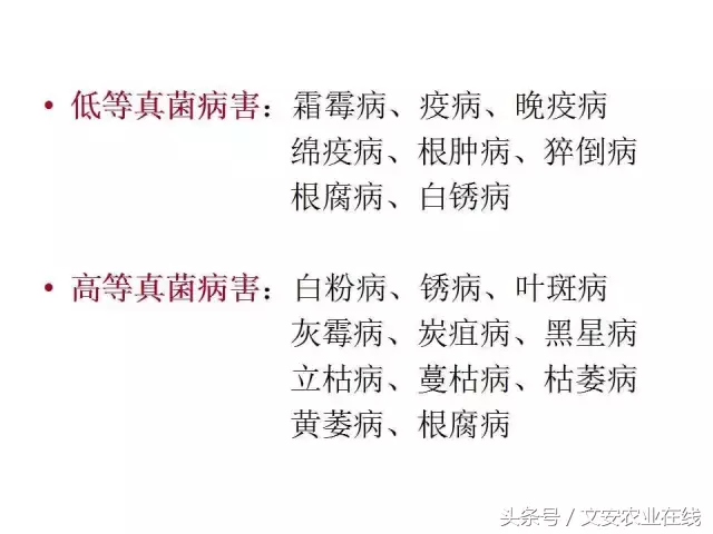 病毒、细菌、真菌、线虫典型病害图谱