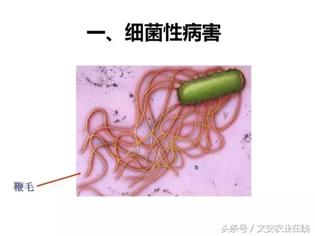 病毒、细菌、真菌、线虫典型病害图谱