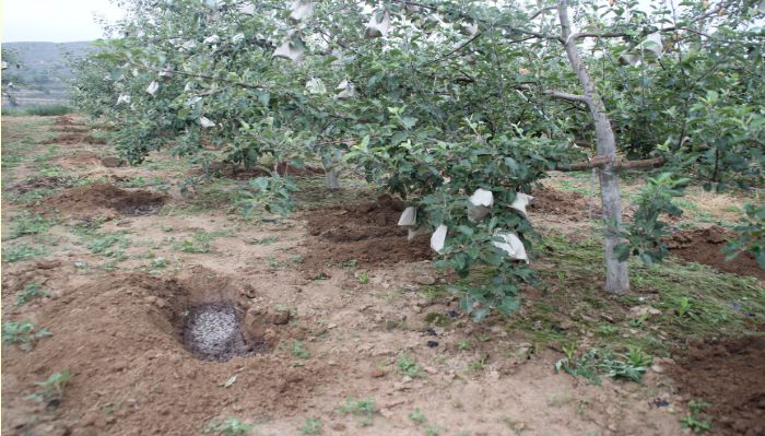 9—11月是果树施肥的“黄金时节”,千万不可忽视