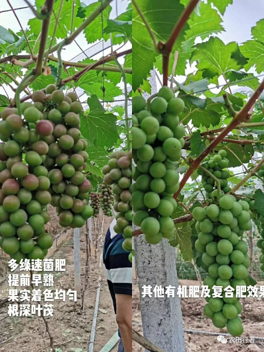 秋施基肥最好能做到“两个70%”