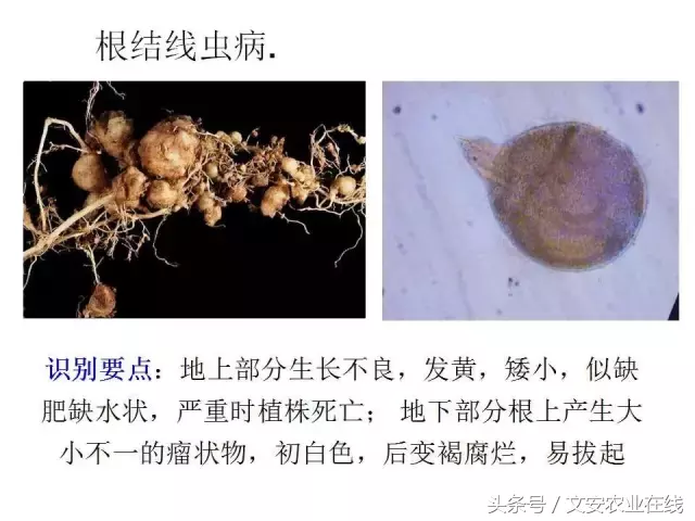 病毒、细菌、真菌、线虫典型病害图谱