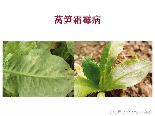 病毒、细菌、真菌、线虫典型病害图谱