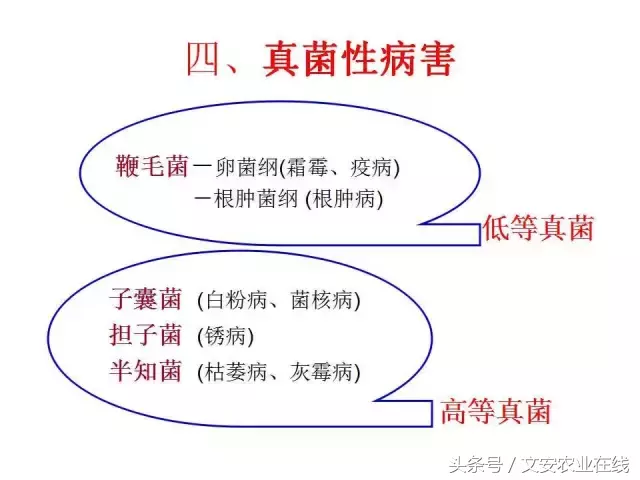 病毒、细菌、真菌、线虫典型病害图谱