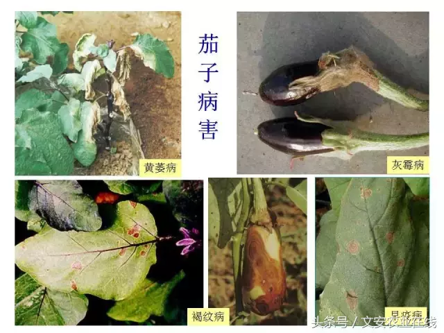 病毒、细菌、真菌、线虫典型病害图谱