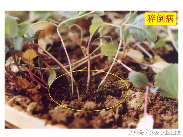 病毒、细菌、真菌、线虫典型病害图谱