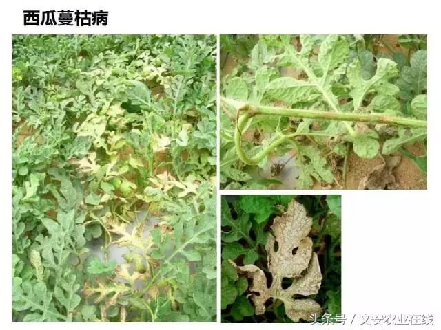 病毒、细菌、真菌、线虫典型病害图谱