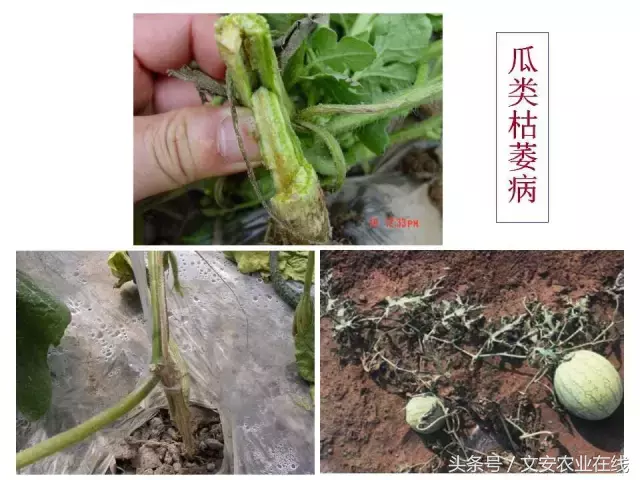 病毒、细菌、真菌、线虫典型病害图谱