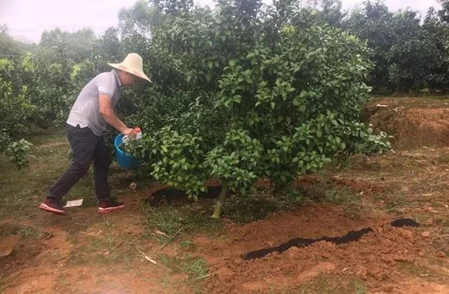 果树施肥,原来有这么多讲究!涨见识了