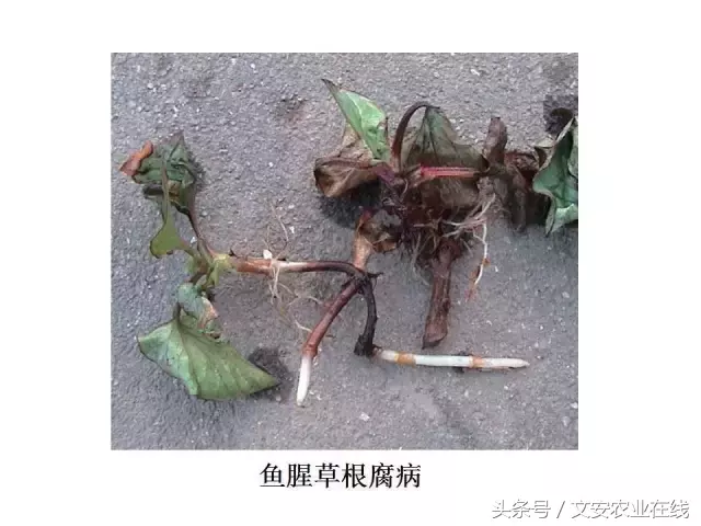 病毒、细菌、真菌、线虫典型病害图谱