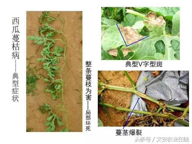 病毒、细菌、真菌、线虫典型病害图谱