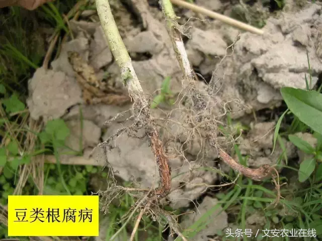 病毒、细菌、真菌、线虫典型病害图谱