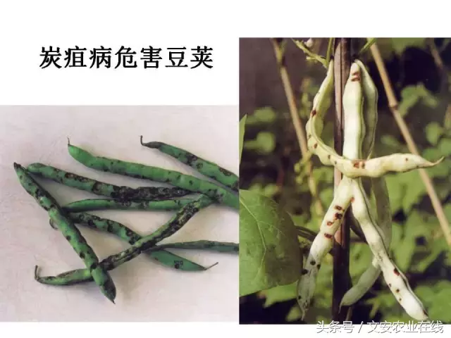 病毒、细菌、真菌、线虫典型病害图谱