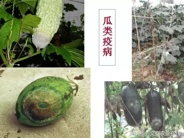 病毒、细菌、真菌、线虫典型病害图谱