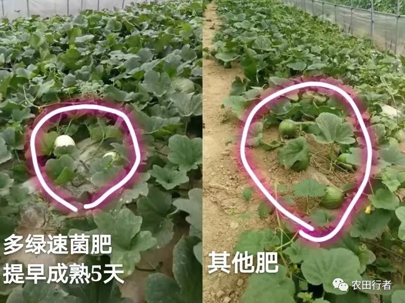 秋施基肥最好能做到“两个70%”