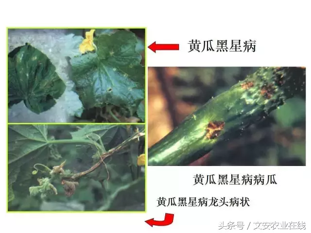 病毒、细菌、真菌、线虫典型病害图谱