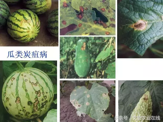 病毒、细菌、真菌、线虫典型病害图谱