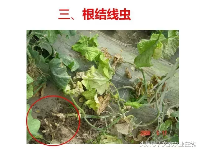 病毒、细菌、真菌、线虫典型病害图谱