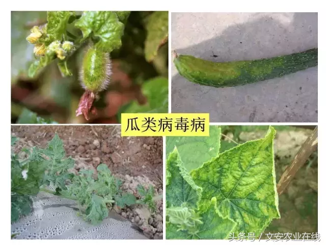 病毒、细菌、真菌、线虫典型病害图谱