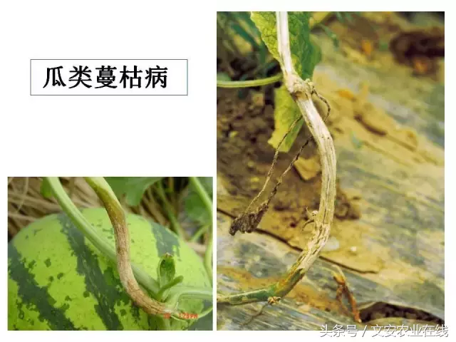 病毒、细菌、真菌、线虫典型病害图谱