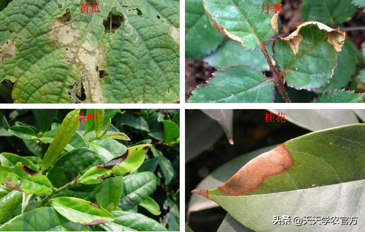 叶片坏死腐烂、各种色斑出现?真菌病害到底有哪些?看完就知道