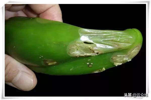 良心总结辣椒9种常见病害的防治方法,很全面!